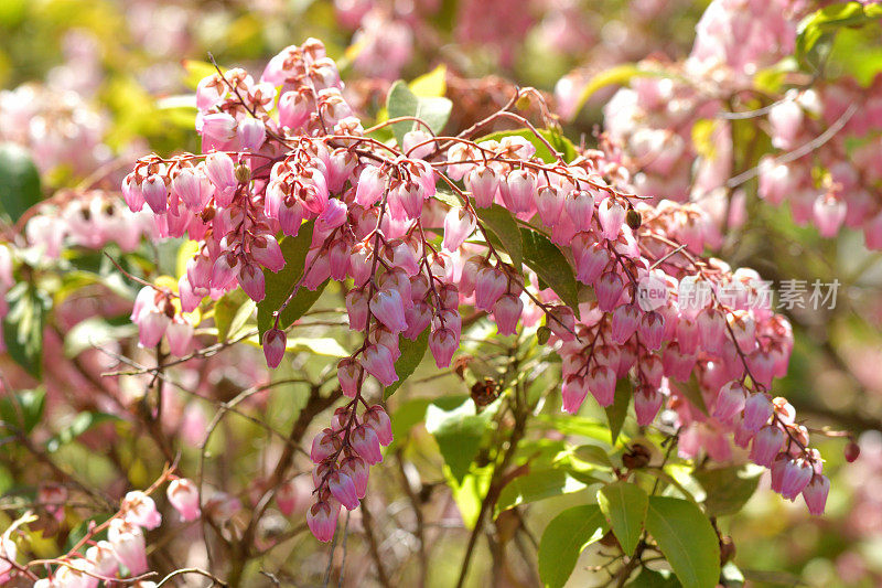 Pieris japonica /日本仙女座花